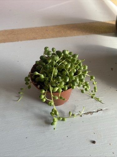 String perls plant pot - string,