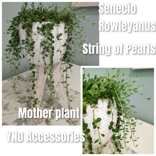 Senecio rowleyanus string of - 2,