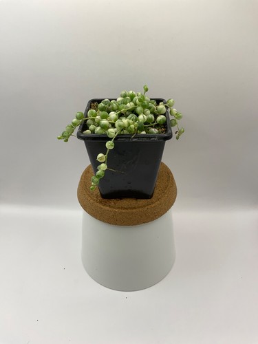 Senecio rowleyanus variegata - senecio, |