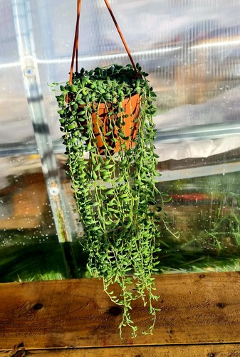 Senecio herreianus string - senecio,
