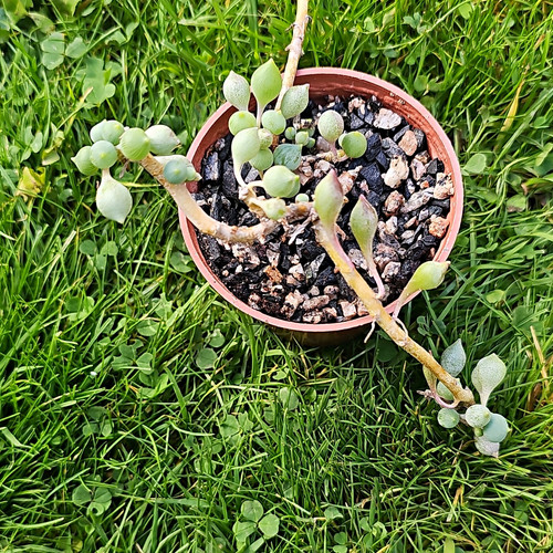 Senecio curio citriformis - senecio,