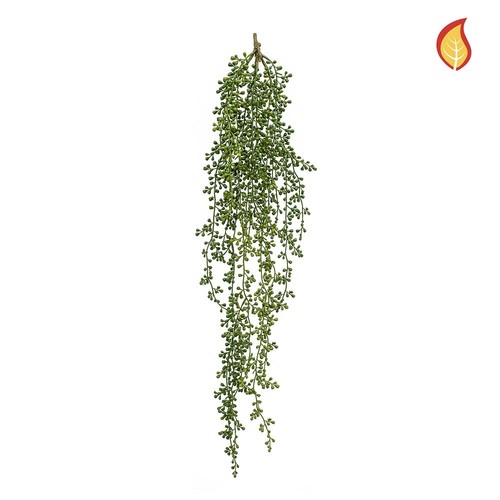 Trailing senecio string - trailing, of