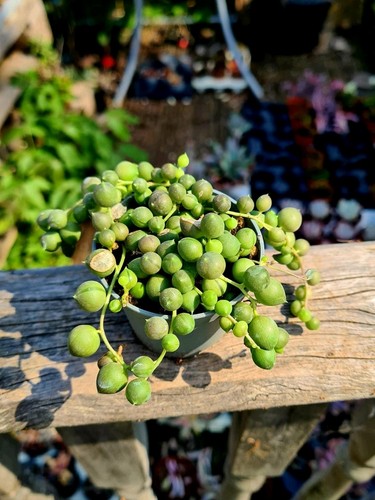 Senecio rowleyanus string - senecio,