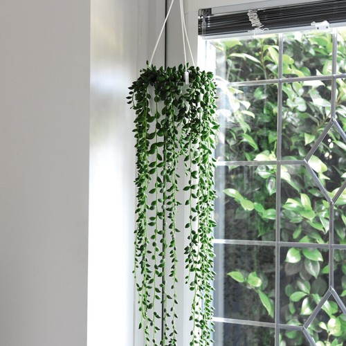 Senecio rowleyanus string - senecio, of