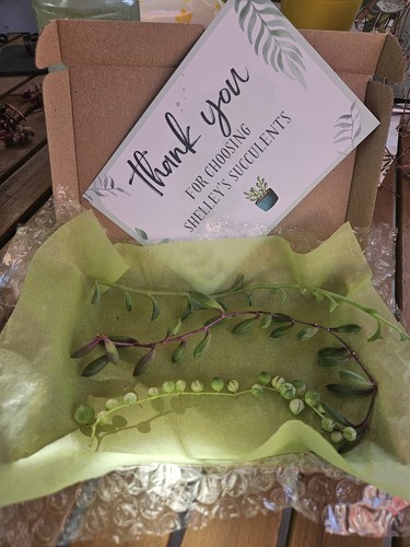 Succulent string bundle - 3,