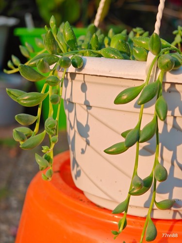 Senecio herreian string - senecio,