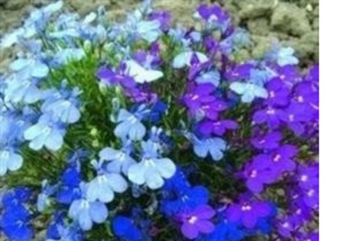 Bedding lobelia medium - 20,