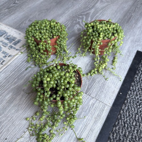 Senecio string pearls 10cm - senecio,