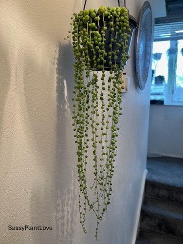 Senecio rowleyanus - rowleyanus, (aka)
